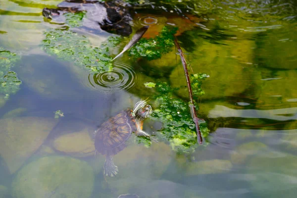 Une Petite Tortue Dans Petit Étang Verdure — Photo