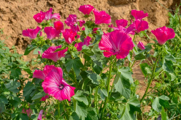 Bright purple flowers in the garden on a light brown background