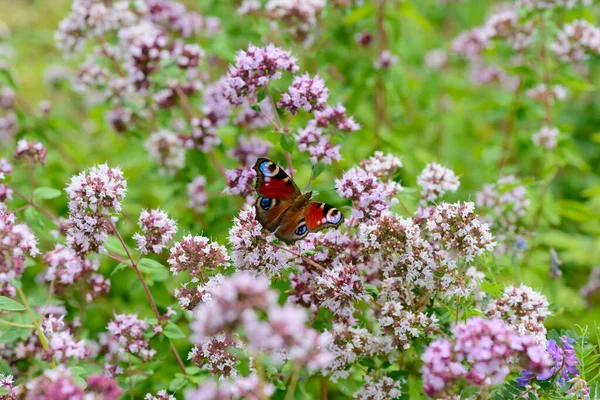 Papillon Des Yeux Paon Est Assis Sur Les Fleurs Origan — Photo