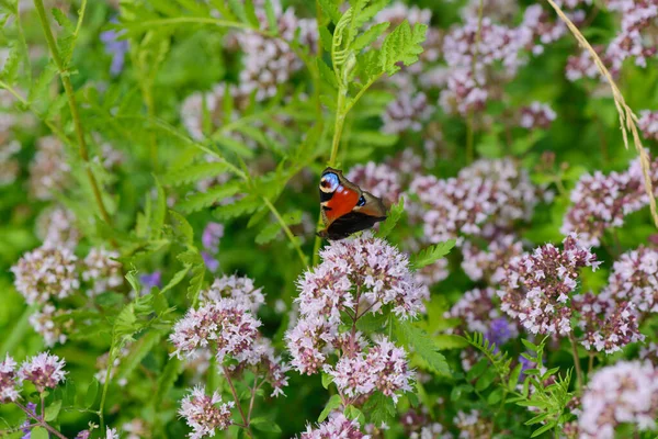 Papillon Des Yeux Paon Est Assis Sur Les Fleurs Origan — Photo