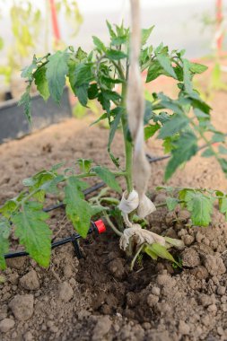 Bir seradaki domates çalısı için su arıtma.