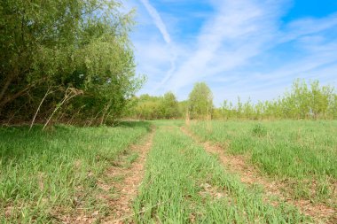 Yeşil bir tarlada çimleri çiğneyip geçtiler.