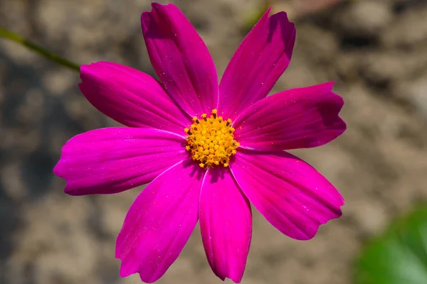 Bright Purple Cosmea Flower Sunny Day Garden — Stock Photo, Image