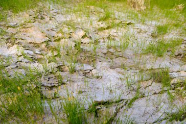Kuru toprak yüzeyinde kabuk ve taze ot yaprakları var.