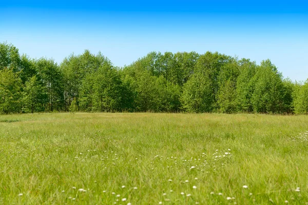 Green Meadow Green Deciduous Forest Blue Sky Sunny Summer Day — Stock Photo, Image