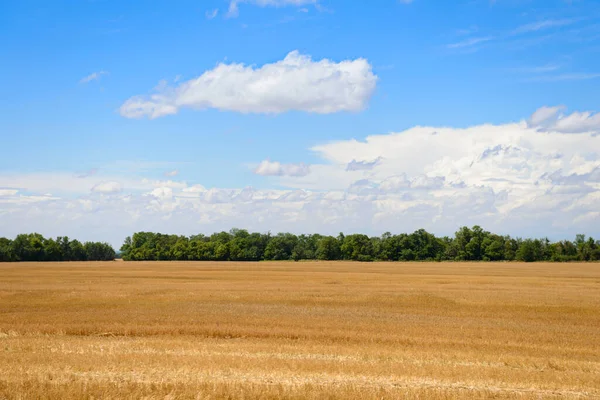 Sommarlandskap Med Fält Gyllene Vete Och Blå Himmel Med Moln — Stockfoto