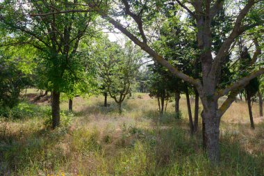 Yaprak döken ağaçlar ve yoğun bitki örtüsü olan bir yaz parkı.