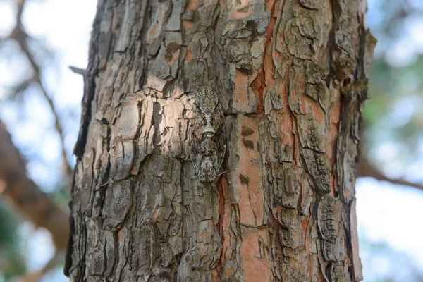 Спаривание Двух Цикад Едва Заметных Коре Дерева — стоковое фото