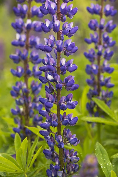 Mavi kurt çiçekler — Stok fotoğraf