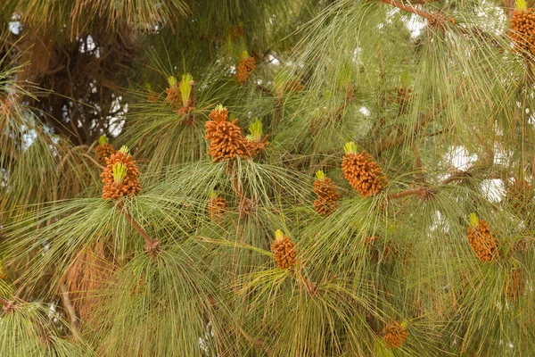 Βελόνες πεύκων γκρο πλαν — Φωτογραφία Αρχείου