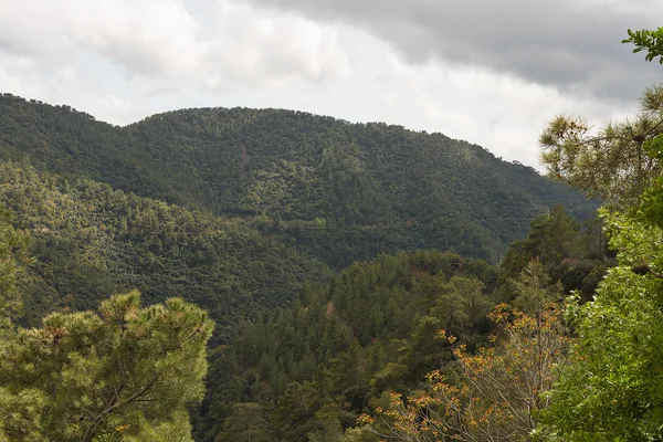 Bosques de coníferas en las laderas —  Fotos de Stock