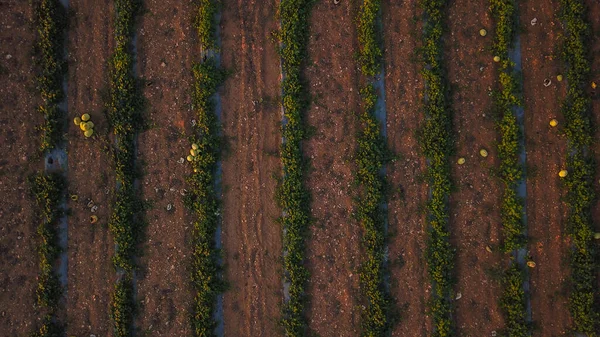 Aerial View Watermelon Field Ripe Watermelons Late Summer Cyprus Photo — Stock Photo, Image