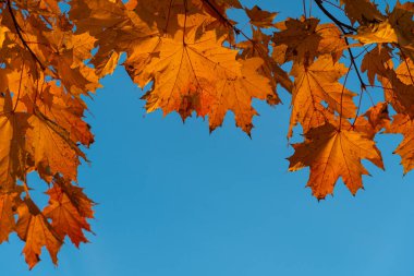 Mavi sonbahar gökyüzünde turuncu ve sarı yapraklı akçaağaç dalları