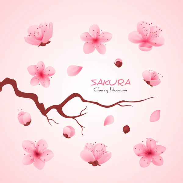 Vector illustratie sakura kers, tak met bloeiende bloemen, Japan bloemen — Stockvector