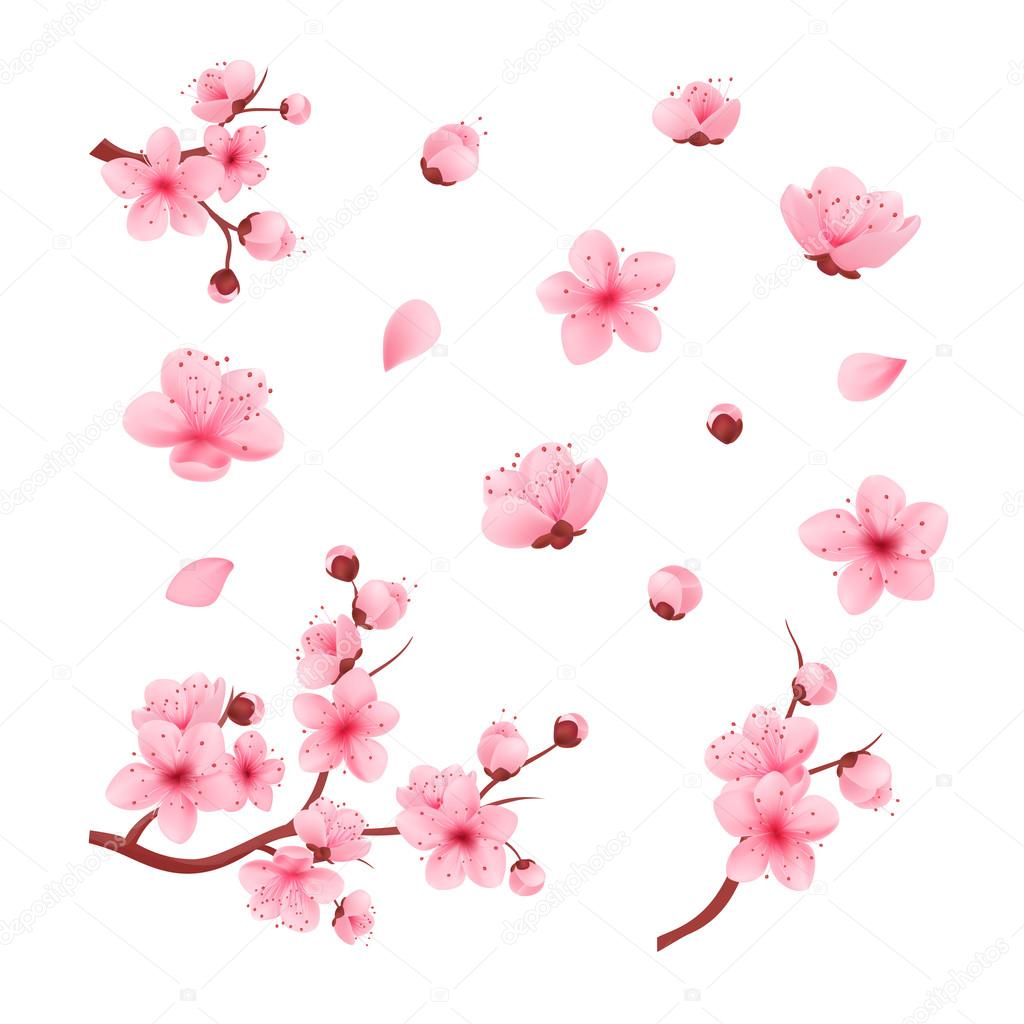 Vector Illustration Sakura Cherry Branch With Blooming Flowers Japan Flowers Vector Image By C Inifer22 Vector Stock