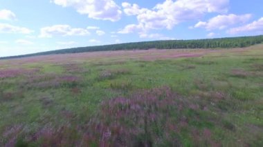 Aero. Havadan çekim. Kır çiçekleri ile çayır üzerinde uçan