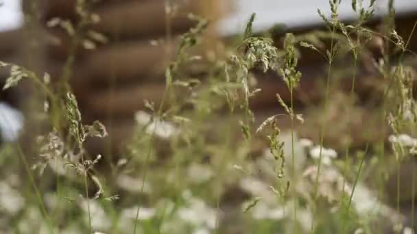Gros Plan Fleurs Sauvages Près Une Maison Bois — Video