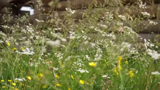 Gros Plan Fleurs Sauvages Près Une Maison Bois — Video