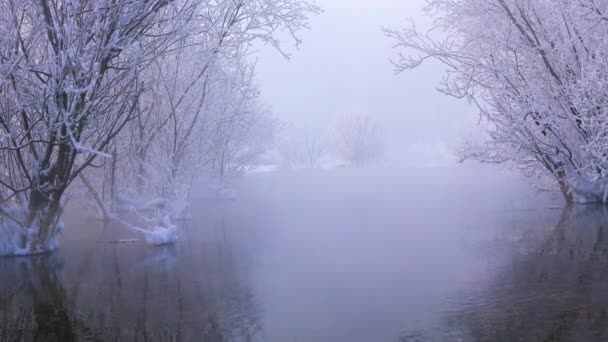 Paisaje Invernal Árboles Cubiertos Nieve Agua Niebla — Vídeo de stock