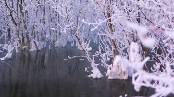 冬の雪景色 水と霧に覆われた木 — ストック動画