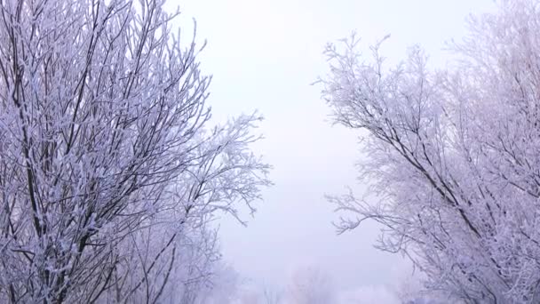 Paisaje Invernal Árboles Cubiertos Nieve Agua Niebla — Vídeos de Stock