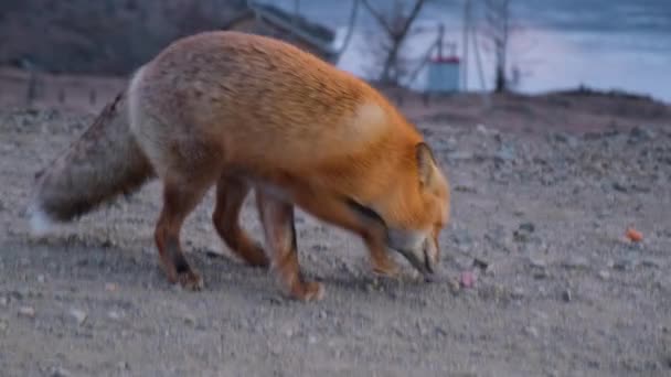 Rotfuchs Abends Winter Der Nähe Der Straße — Stockvideo