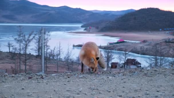 Renard Roux Dans Soirée Hiver Près Route — Video