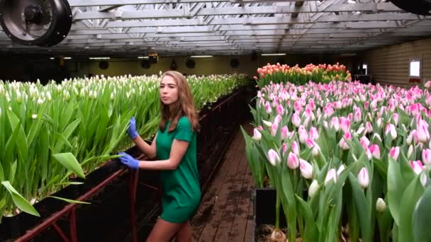 Молодая Девушка Зеленой Одежде Работает Теплице Цветов Тюльпаны — стоковое видео