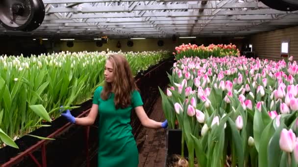 Chica Joven Ropa Verde Trabaja Invernadero Flores Tulipanes — Vídeos de Stock