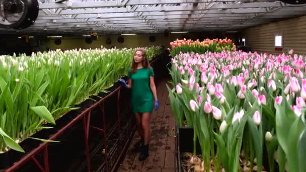 Młoda Dziewczyna Zielonych Ubraniach Pracuje Szklarni Kwiatów Tulipany — Wideo stockowe