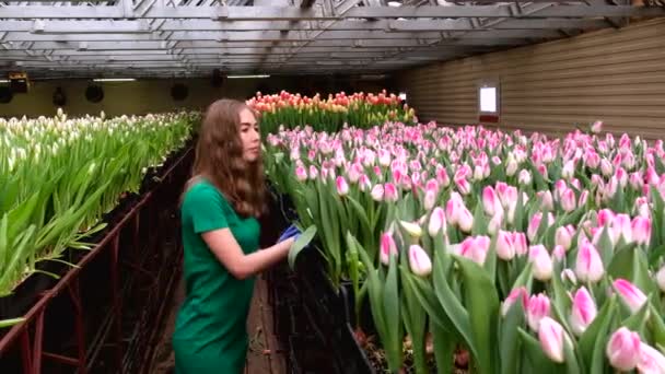 Young Girl Green Clothes Works Greenhouse Flowers Tulips — Stock Video