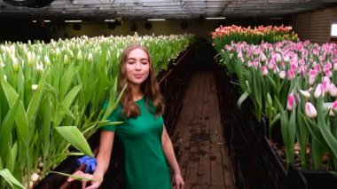 Yeşil elbiseli genç kız çiçek serasında çalışıyor laleler 