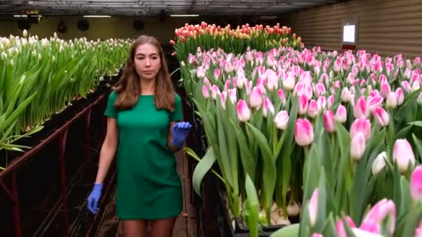 Νεαρό Κορίτσι Πράσινα Ρούχα Εργάζεται Ένα Θερμοκήπιο Των Λουλουδιών Τουλίπες — Αρχείο Βίντεο