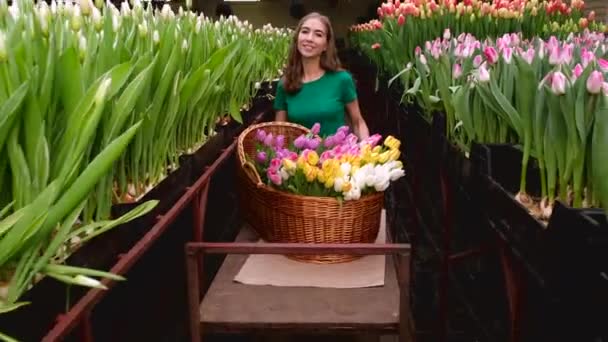 Jong Meisje Groene Kleren Werkt Een Kas Van Bloemen Tulpen — Stockvideo