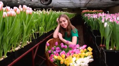 Yeşil elbiseli genç kız çiçek serasında çalışıyor laleler 