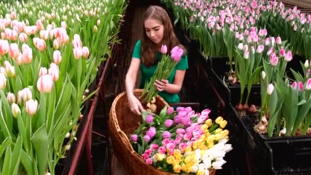 Young Girl Green Clothes Works Greenhouse Flowers Tulips — Stock Video