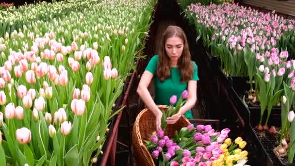 Chica Joven Ropa Verde Trabaja Invernadero Flores Tulipanes — Vídeos de Stock