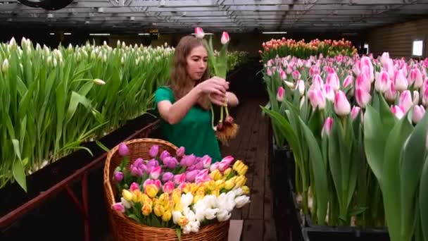 Chica Joven Ropa Verde Trabaja Invernadero Flores Tulipanes — Vídeos de Stock