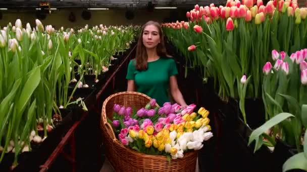 Jong Meisje Groene Kleren Werkt Een Kas Van Bloemen Tulpen — Stockvideo
