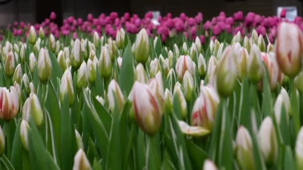 Une Serre Des Fleurs Qui Poussent Des Objets Tulipes — Video