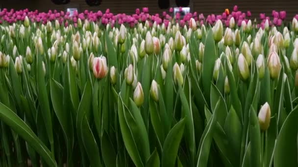 Greenhouse Growing Flowers Items Tulips — Stock Video