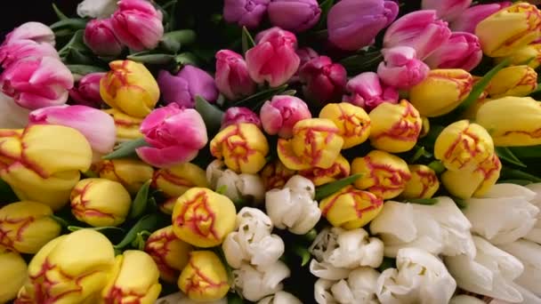 Теплиця Вирощування Квітів Предмети Тюльпани — стокове відео