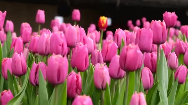 Greenhouse Growing Flowers Items Tulips — Stock Video