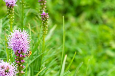 Bahçede çiçek açan liatris çiçeklerinin çiçek arkaplanı ve bir tanesinde yaban arısı.