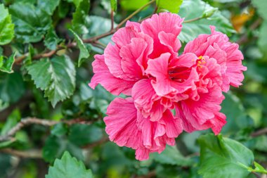 Pembe çiçek açan amberin çiçek arkaplanı. Yaklaş.