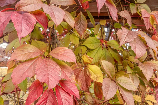 Vahşi Üzümlerin Çiçekli Arka Planı Yakın Plan Canlı Sonbahar Renkleri — Stok fotoğraf