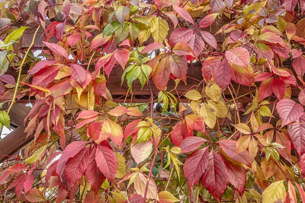 Vahşi Üzümlerin Çiçekli Arka Planı Yakın Plan Canlı Sonbahar Renkleri — Stok fotoğraf