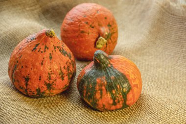 Çuval bezinin üzerinde olgun kabak parçaları. Yaklaş.
