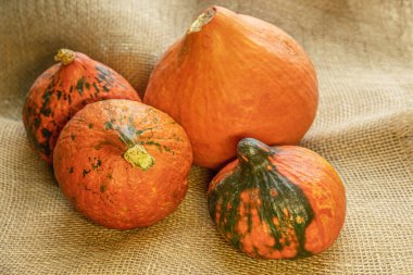 Çuval bezinin üzerinde olgun kabak parçaları. Yaklaş.