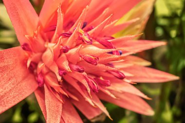 Çiçek açan aechmea bitkisinin çiçek arkaplanı.